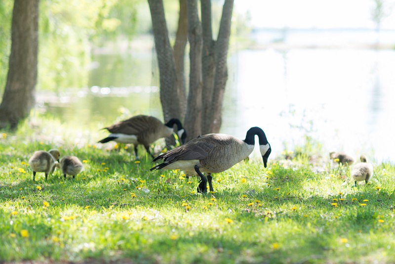 Geese
